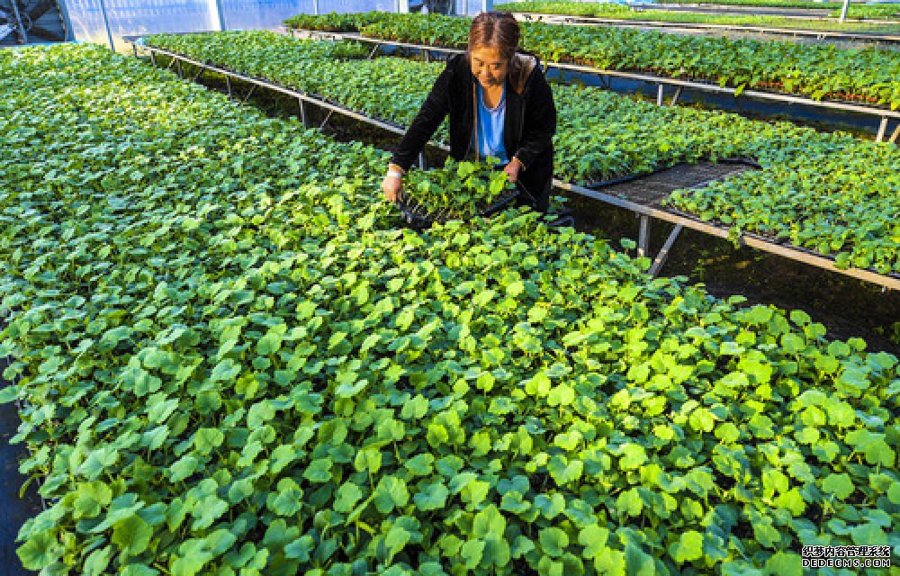 9月27日,河北省衡水市武邑县兴彪蔬菜种植专业合作社农民在育苗大棚内打理秧苗。近年来,河北省衡水市武邑县在脱贫攻坚中依托区域蔬菜瓜果生产,大力推广蔬菜集约化育苗技术,全县已建成年育苗能力1000万株以上的集约化育苗基地5家,农民可根据种植需求与基地签订30余种蔬菜种苗的育苗合同。目前,该县年培育优质瓜菜秧苗近1亿株,集约化育苗率达90���,带动当地农民实现增收。新华社记者 李晓果 摄 9月27日,河北省衡水市武邑县兴彪蔬菜种植专业合作社农民在育苗大棚内打理秧苗。近年来,河北省衡水市武邑县在脱贫攻坚中依托区域蔬菜瓜果生产,大力推广蔬菜集约化育苗技术,全县已建成年育苗能力1000万株以上的集约化育苗基地5家,农民可根据种植需求与基地签订30余种蔬菜种苗的育苗合同。目前,该县年培育优质瓜菜秧苗近1亿株,集约化育苗率达90���,带动当地农民实现增收。新华社记者 李晓果 摄
