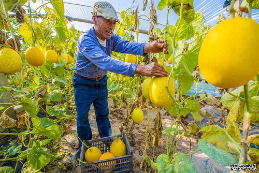 9月27日,通过公益性岗位就业的武邑县审坡镇贾寺院村贫困户在大棚内摘香瓜。今年以来,河北省衡水市武邑县将就业扶贫作为脱贫攻坚的重要抓手,通过举办就业扶贫专项招聘会、提供“一对一”免费就业服务、安置公益性岗位及扶贫专岗、鼓励灵活就业等举措,多渠道增加贫困人口就业机会。截至目前,武邑县有就业意愿的贫困劳动力117人已全部实现就业。新华社记者 李晓果 摄 9月27日,通过公益性岗位就业的武邑县审坡镇贾寺院村贫困户在大棚内摘香瓜。今年以来,河北省衡水市武邑县将就业扶贫作为脱贫攻坚的重要抓手,通过举办就业扶贫专项招聘会、提供“一对一”免费就业服务、安置公益性岗位及扶贫专岗、鼓励灵活就业等举措,多渠道增加贫困人口就业机会。截至目前,武邑县有就业意愿的贫困劳动力117人已全部实现就业。新华社记者 李晓果 摄